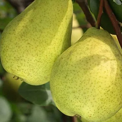 Груша СКАЗОЧНАЯ   Груша СКАЗОЧНАЯ  в Чебоксарах