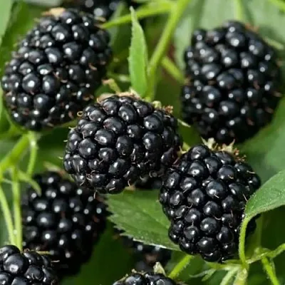 Ежевика ТРИПЛ КРАУН бесшипная  Ежевика ТРИПЛ КРАУН бесшипная в Чебоксарах