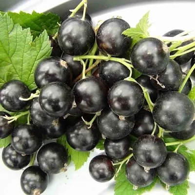 Смородина черная ТИТАНИЯ  Смородина черная ТИТАНИЯ в Чебоксарах