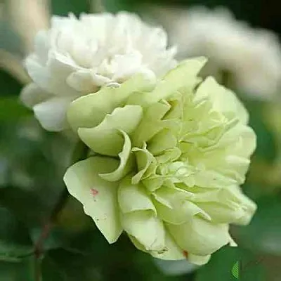 Саженцы роз ГРИН АЙС миниатюрная  Саженцы роз ГРИН АЙС миниатюрная в Чебоксарах