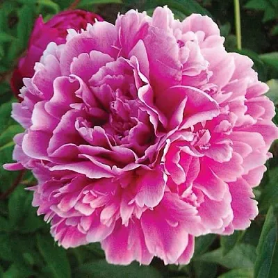 Пион ПУРПУРНАЯ ФЕЕРИЯ травянистый в Чебоксарах