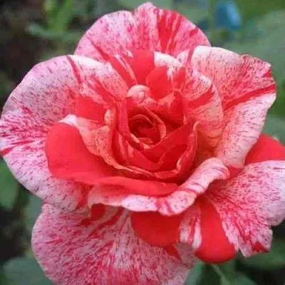 Саженцы роз ФИЛАТЕЛИЯ чайно-гибридная  Саженцы роз ФИЛАТЕЛИЯ чайно-гибридная в Чебоксарах