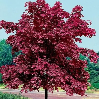 Клен КРИМСОН КИНГ остролистный в Чебоксарах