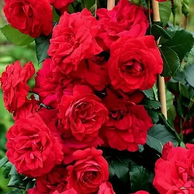 Саженцы роз АМАДЕУС плетистая  Саженцы роз АМАДЕУС плетистая в Чебоксарах