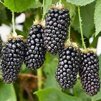 Ежевика КАРАКА БЛЭК  Ежевика КАРАКА БЛЭК в Чебоксарах