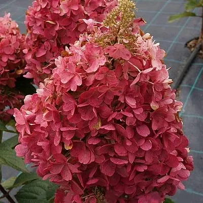 Гортензия КАНДЕЛАЙТ метельчатая  Гортензия КАНДЕЛАЙТ метельчатая в Чебоксарах