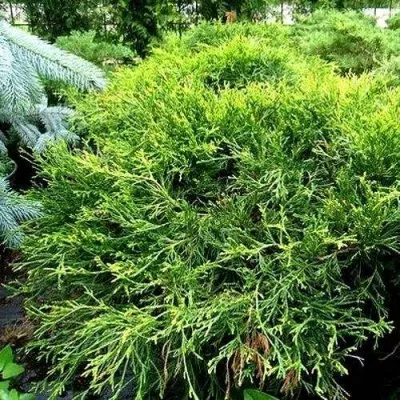 Кипарисовик ФИЛИФЕРА АУРЕА ВАРИЕГАТТА горохоплодный в Чебоксарах