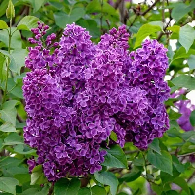 Сирень СУМЕРКИ  Сирень СУМЕРКИ в Чебоксарах