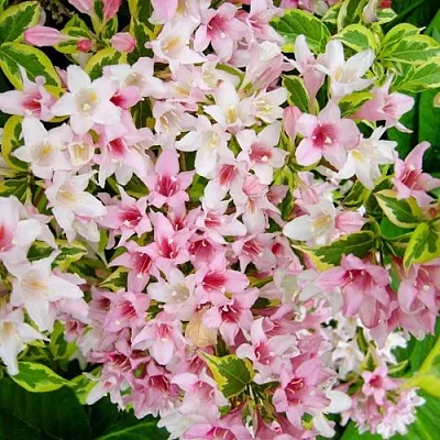 Вейгела САННИ ПРИНЦЕСС  Вейгела САННИ ПРИНЦЕСС в Чебоксарах