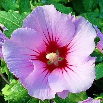 Гибискус ПИНК ФЛИРТ сирийский  Гибискус ПИНК ФЛИРТ сирийский в Чебоксарах