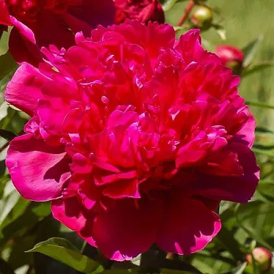 Пион БИГ БЕН травянистый в Чебоксарах