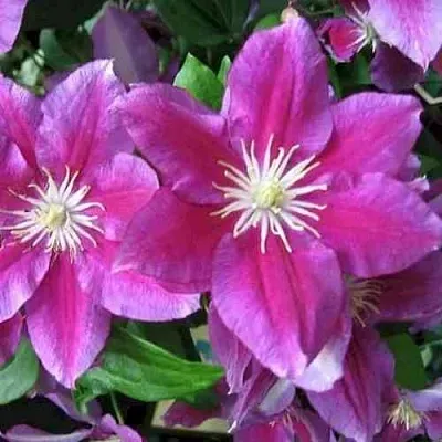 Клематис ХАНИЯ  Клематис ХАНИЯ в Чебоксарах