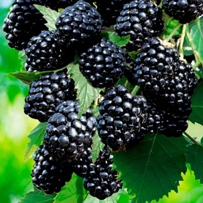 Ежевика ЛОХТЕЙ бесшипная  Ежевика ЛОХТЕЙ бесшипная в Чебоксарах