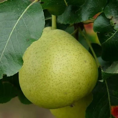 Груша САНРЕМО колонновидная  Груша САНРЕМО колонновидная в Чебоксарах