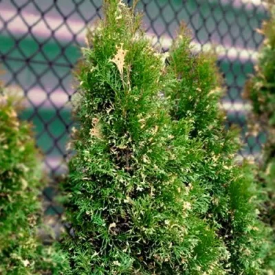Туя СМАРАГД ВАРИЕГАТА западная в Чебоксарах