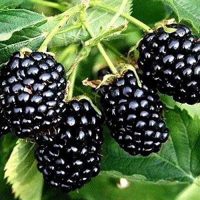 Ежевика ПРАЙМ АРК ТРЕВЕЛЕР ремонтантная  Ежевика ПРАЙМ АРК ТРЕВЕЛЕР ремонтантная в Чебоксарах