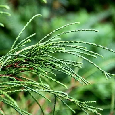 Туя ВИПКОРД складчатая — описание сорта Туя ВИПКОРД складчатая в Чебоксарах