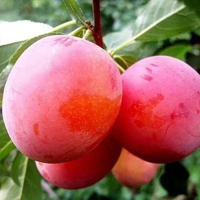 Слива КОМЕТА в Чебоксарах