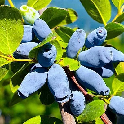 Жимолость съедобная АВРОРА  Жимолость съедобная АВРОРА в Чебоксарах