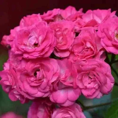 Саженцы роз ДИНКИ мускусная  Саженцы роз ДИНКИ мускусная в Чебоксарах