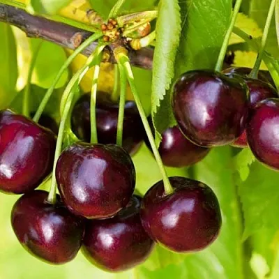 Черешня ИПУТЬ  Черешня ИПУТЬ в Чебоксарах