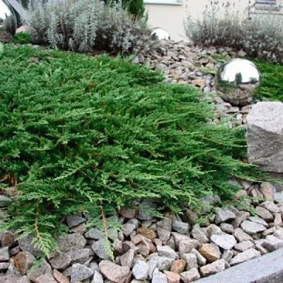 Можжевельник ПРИНЦ ОФ УЭЛЬС горизонтальный  Можжевельник ПРИНЦ ОФ УЭЛЬС горизонтальный в Чебоксарах