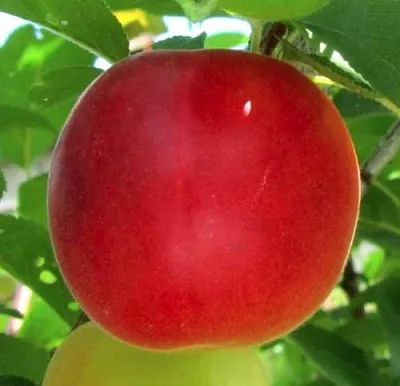 Плумкот БИРИКОККОЛО БОЛОГНЕС в Чебоксарах