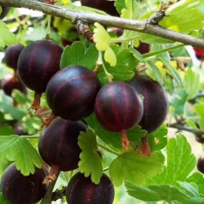 Крыжовник СЕВЕРНЫЙ КАПИТАН  Крыжовник СЕВЕРНЫЙ КАПИТАН в Чебоксарах