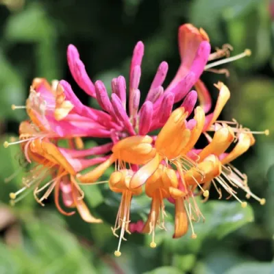 Жимолость ГЕКРОТА в Чебоксарах