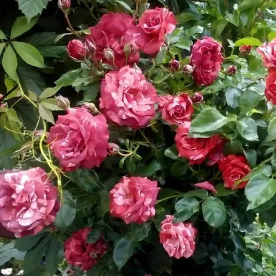 Саженцы роз БРАУНИ плетистая — описание сорта Саженцы роз БРАУНИ плетистая в Чебоксарах