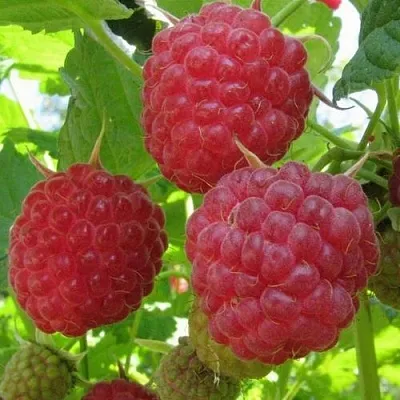 Малина НОВОСТЬ КУЗЬМИНА   Малина НОВОСТЬ КУЗЬМИНА  в Чебоксарах