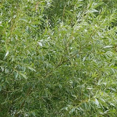 Ива ВИТЕЛЛИНА белая   Ива ВИТЕЛЛИНА белая  в Чебоксарах