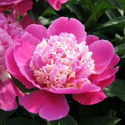 Пион КОРА СТАББС травянистый в Чебоксарах