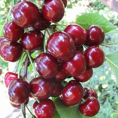 Черешня ОДРИНКА  Черешня ОДРИНКА в Чебоксарах