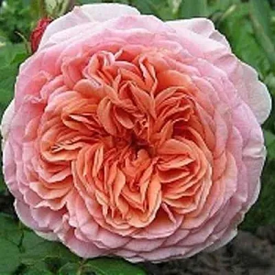 Саженцы роз АБРАХАМ ДЕРБИ английская  Саженцы роз АБРАХАМ ДЕРБИ английская в Чебоксарах