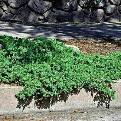 Можжевельник НАНА лежачий  Можжевельник НАНА лежачий в Чебоксарах