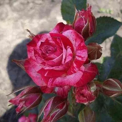 Саженцы роз ФАЙЕР ВОРКС миниатюрная  Саженцы роз ФАЙЕР ВОРКС миниатюрная в Чебоксарах