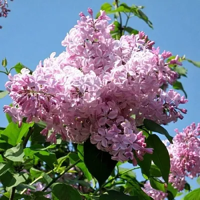 Сирень БУФФОН в Чебоксарах