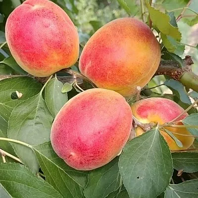 Абрикос ОСОБЕННЫЙ ДЕНИСЮКА  Абрикос ОСОБЕННЫЙ ДЕНИСЮКА в Чебоксарах