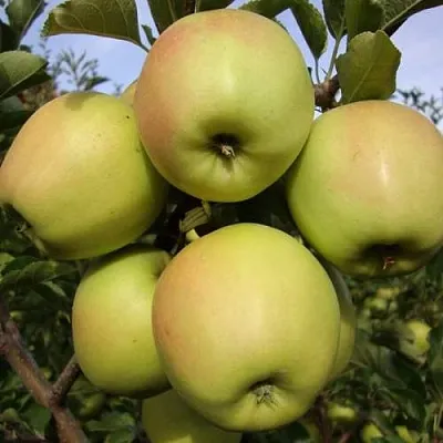 Яблоня СКИФСКОЕ ЗОЛОТО в Чебоксарах