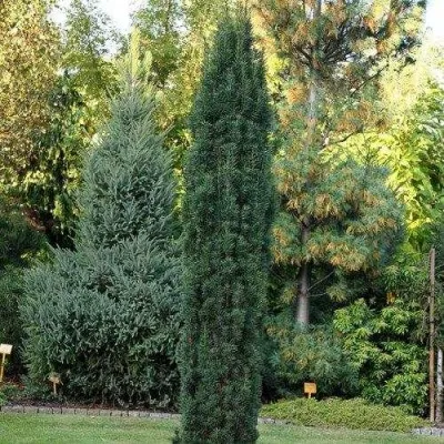 Тис ВОЙТЕК средний  — описание сорта Тис ВОЙТЕК средний  в Чебоксарах