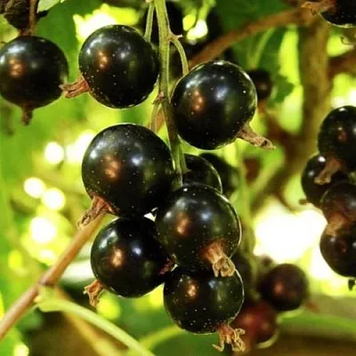 Смородина чёрная НАРА  Смородина чёрная НАРА в Чебоксарах