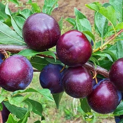 Шарафуга ВЕЛЬВЕТ САНРАЙЗ  Шарафуга ВЕЛЬВЕТ САНРАЙЗ в Чебоксарах