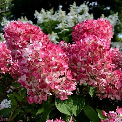 Гортензия ПИНК ДАЙМОНД метельчатая  Гортензия ПИНК ДАЙМОНД метельчатая в Чебоксарах