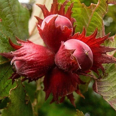 Фундук  Фундук в Чебоксарах