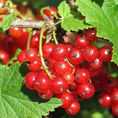 Смородина красная РАЧКОВСКАЯ  Смородина красная РАЧКОВСКАЯ в Чебоксарах