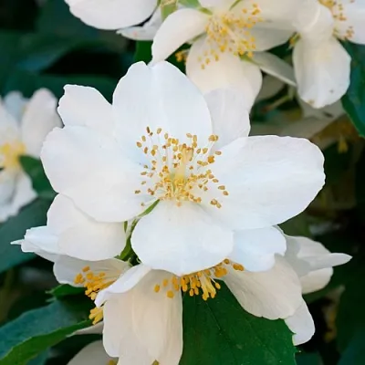 Жасмин ЮСТИНКА  Жасмин ЮСТИНКА в Чебоксарах