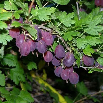 Крыжовник ГРУШЕНЬКА  Крыжовник ГРУШЕНЬКА в Чебоксарах
