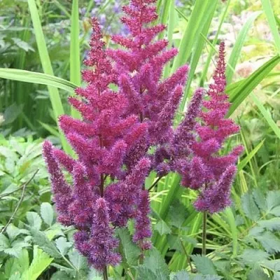 Астильба КАРАОКЕ ПАРТИ китайская  Астильба КАРАОКЕ ПАРТИ китайская в Чебоксарах