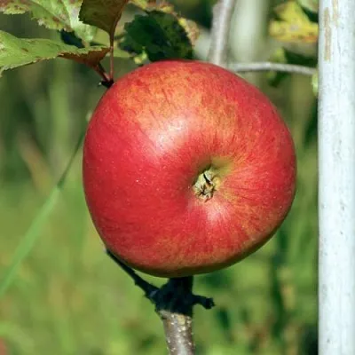 Яблоня ДЫЯМЕНТ  Яблоня ДЫЯМЕНТ в Чебоксарах